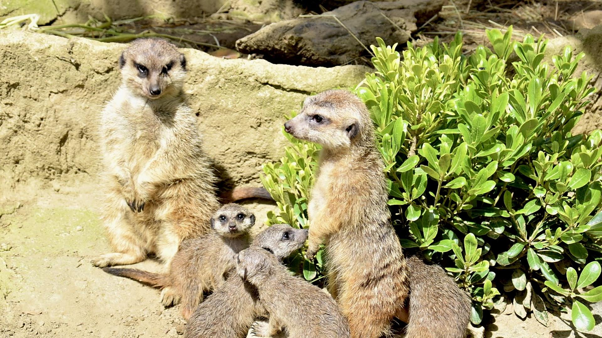 El zoológico El Bosque de Oviedo da la bienvenida a cuatro crías de suricatos El Comercio